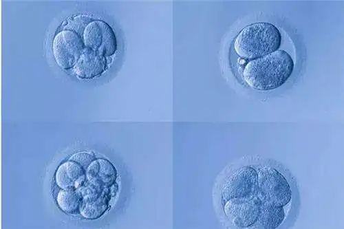 谁说第二次移植容易成功，两次移植都失败应该怎么办？